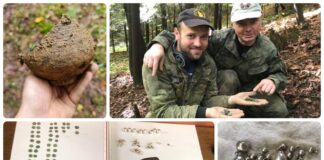 Skarb srebrnych monet jagiellońskich i biżuterii odkryty w sądeckim lesie (GALERIA)