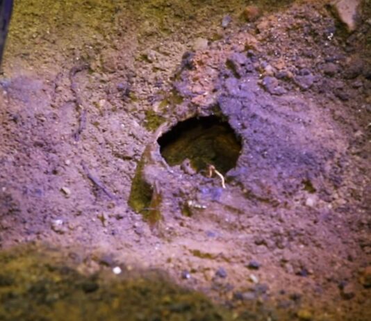 Wilczy Szaniec. Szokujące odkrycie pod podłogą Göringa! (FILM)