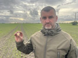 Średniowieczna złota moneta odkryta w okolicy Kamienia Pomorskiego (GALERIA)