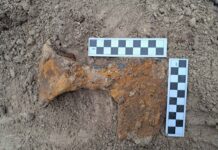 Średniowieczne topory bojowe odkryte pod Krasnymstawem (GALERIA)