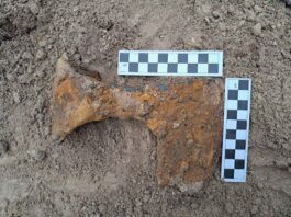 Średniowieczne topory bojowe odkryte pod Krasnymstawem (GALERIA)