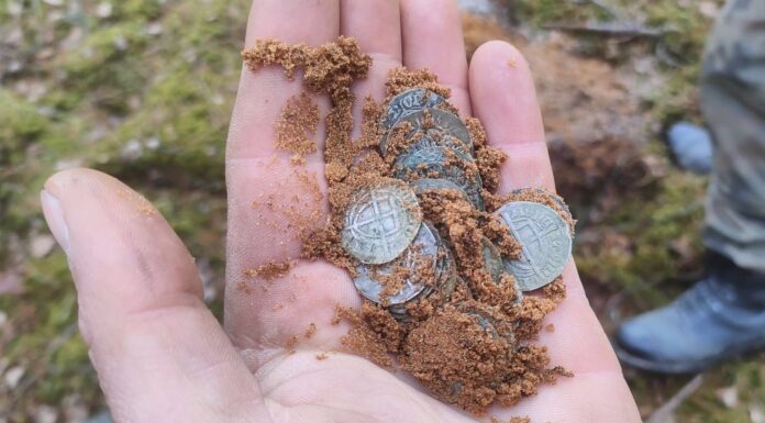 Odkryli skarb średniowiecznych krzyżackich srebrnych monet! (GALERIA)