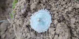 Rzymianie w okolicach Leśniewa? Piękne odkrycie archeologiczne (GALERIA) znalezisko po wydobyciu