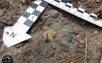 Skarb z Puszczy Knyszyńskiej odkryty przez pasjonatów (GALERIA) Skarb z Puszczy Knyszynskiej fot. Magna Silva - Grupa eksploracyjna przy Stowarzyszeniu "Wielki Las"