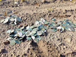 Skarb blisko 500 szt. srebrnych „groszy praskich” odkryli poszukiwacze (GALERIA) Skarb groszy praskich odkryty wykrywaczem metali fot. Stowarzyszenie Historyczno-Eksploracyjne „Krotoszyn”