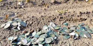 Skarb blisko 500 szt. srebrnych „groszy praskich” odkryli poszukiwacze (GALERIA) Skarb groszy praskich odkryty wykrywaczem metali fot. Stowarzyszenie Historyczno-Eksploracyjne „Krotoszyn”