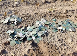 Skarb blisko 500 szt. srebrnych „groszy praskich” odkryli poszukiwacze (GALERIA) Skarb groszy praskich odkryty wykrywaczem metali fot. Stowarzyszenie Historyczno-Eksploracyjne „Krotoszyn”