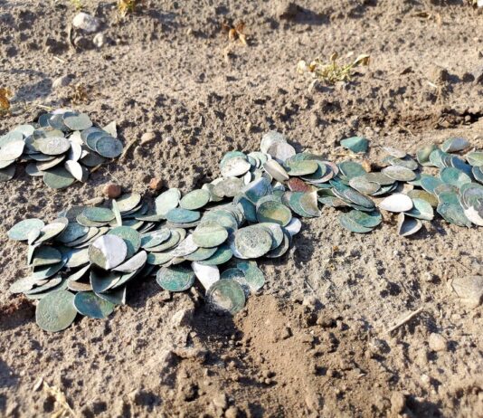 Skarb blisko 500 szt. srebrnych „groszy praskich” odkryli poszukiwacze (GALERIA) Skarb groszy praskich odkryty wykrywaczem metali fot. Stowarzyszenie Historyczno-Eksploracyjne „Krotoszyn”