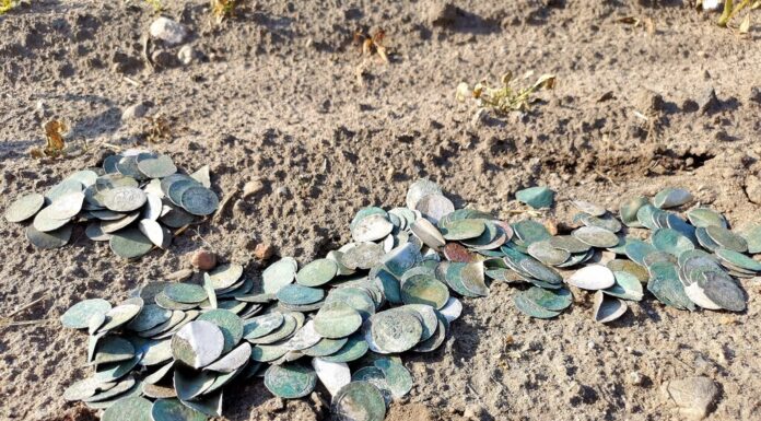 Skarb blisko 500 szt. srebrnych „groszy praskich” odkryli poszukiwacze (GALERIA) Skarb groszy praskich odkryty wykrywaczem metali fot. Stowarzyszenie Historyczno-Eksploracyjne „Krotoszyn”