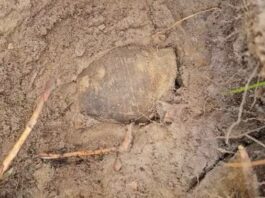 Odkryli skarb wczesnośredniowiecznych monet! (GALERIA) Skarb wczesnośredniowiecznych monet fot. DENAR Kalisz - Stowarzyszenie Poszukiwaczy Śladów Historii