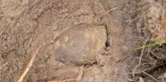 Odkryli skarb wczesnośredniowiecznych monet! (GALERIA) Skarb wczesnośredniowiecznych monet fot. DENAR Kalisz - Stowarzyszenie Poszukiwaczy Śladów Historii