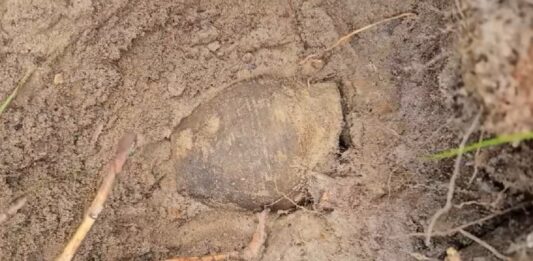 Odkryli skarb wczesnośredniowiecznych monet! (GALERIA) Skarb wczesnośredniowiecznych monet fot. DENAR Kalisz - Stowarzyszenie Poszukiwaczy Śladów Historii