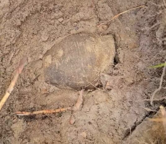 Odkryli skarb wczesnośredniowiecznych monet! (GALERIA) Skarb wczesnośredniowiecznych monet fot. DENAR Kalisz - Stowarzyszenie Poszukiwaczy Śladów Historii