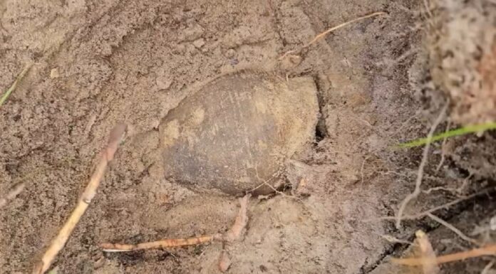 Odkryli skarb wczesnośredniowiecznych monet! (GALERIA) Skarb wczesnośredniowiecznych monet fot. DENAR Kalisz - Stowarzyszenie Poszukiwaczy Śladów Historii