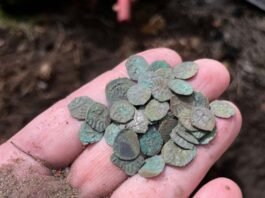 Niesamowity skarb średniowiecznych denarów Jagiellońskich! (GALERIA) Odkryty w okolicy Żmigrodu skarb denarów Jagiellońskich