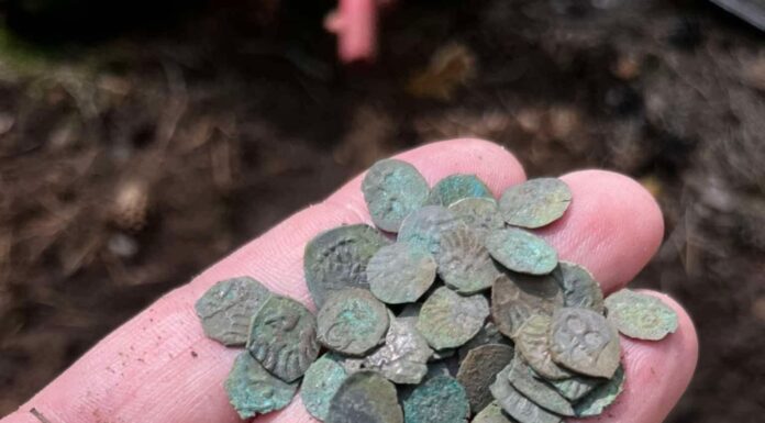 Niesamowity skarb średniowiecznych denarów Jagiellońskich! (GALERIA) Odkryty w okolicy Żmigrodu skarb denarów Jagiellońskich