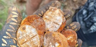 Depozyt polskich znaków tożsamości wz.31 i odkrycia związane z wrześniem 1939r. (GALERIA) znaki tożsamości