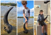 Możdżeń prażubra sprzed ponad 9tys. lat odkryty w Wiśle! (GALERIA) Możdżeń prażubra odkryty w Wiśle