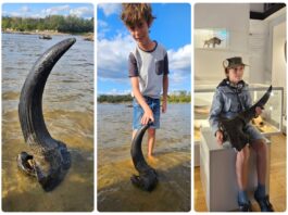 Możdżeń prażubra sprzed ponad 9tys. lat odkryty w Wiśle! (GALERIA) Możdżeń prażubra odkryty w Wiśle