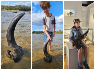 Możdżeń prażubra sprzed ponad 9tys. lat odkryty w Wiśle! (GALERIA) Możdżeń prażubra odkryty w Wiśle