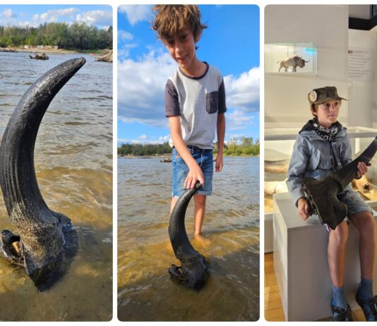 Możdżeń prażubra sprzed ponad 9tys. lat odkryty w Wiśle! (GALERIA) Możdżeń prażubra odkryty w Wiśle