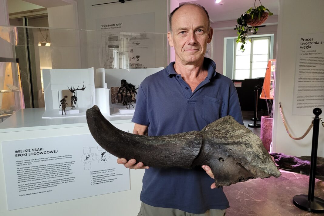 Możdżeń żubra stepowego odkryty w Wiśle fot. Muzeum Ziemi w Warszawie