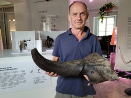 Kolejny róg prażubra sprzed 9 tys. lat odkryty w Wiśle! Możdżeń żubra stepowego odkryty w Wiśle fot. Muzeum Ziemi w Warszawie