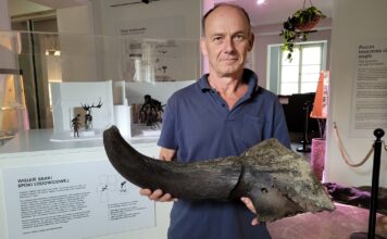 Kolejny róg prażubra sprzed 9 tys. lat odkryty w Wiśle! Możdżeń żubra stepowego odkryty w Wiśle fot. Muzeum Ziemi w Warszawie