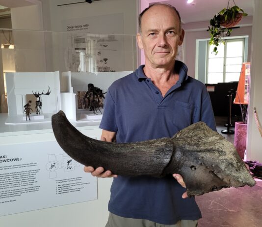 Kolejny róg prażubra sprzed 9 tys. lat odkryty w Wiśle! Możdżeń żubra stepowego odkryty w Wiśle fot. Muzeum Ziemi w Warszawie