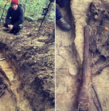 Szczątki niemieckiego żołnierza odnalezione w Nadleśnictwie Gdańsk (GALERIA) Odnalezione szczątki niemieckiego żołnierza