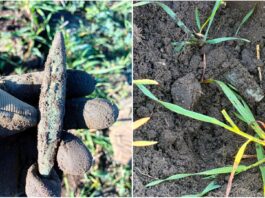 Siekierka z miedzi typu bytyń znaleziona pod Namysłowem (GALERIA) siekierka typu bytyń