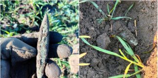 Siekierka z miedzi typu bytyń znaleziona pod Namysłowem (GALERIA) siekierka typu bytyń