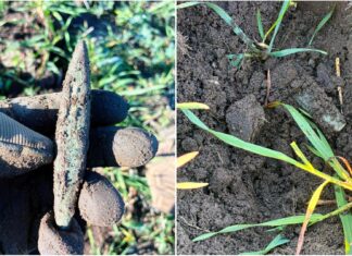 Siekierka z miedzi typu bytyń znaleziona pod Namysłowem (GALERIA) siekierka typu bytyń