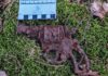 Destrukt kieszonkowej broni palnej- Rewolwer British Bull Dog odnaleziony w lesie (GALERIA) bron odnaleziona podczas poszukiwań1