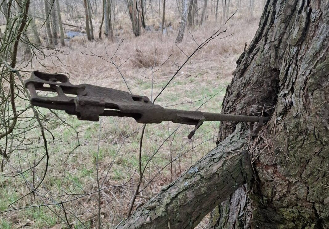 Mauser wrośnięty w drzewo fot. Słubice24