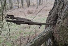 Znalazła na spacerze karabin z okresu IIWŚ wrośnięty w drzewo! Mauser wrośnięty w drzewo fot. Słubice24