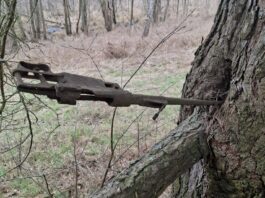 Znalazła na spacerze karabin z okresu IIWŚ wrośnięty w drzewo! Mauser wrośnięty w drzewo fot. Słubice24