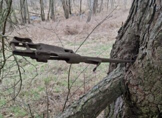 Znalazła na spacerze karabin z okresu IIWŚ wrośnięty w drzewo! Mauser wrośnięty w drzewo fot. Słubice24