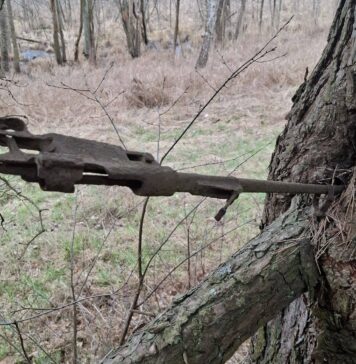 Znalazła na spacerze karabin z okresu IIWŚ wrośnięty w drzewo! Mauser wrośnięty w drzewo fot. Słubice24