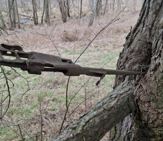 Znalazła na spacerze karabin z okresu IIWŚ wrośnięty w drzewo! Mauser wrośnięty w drzewo fot. Słubice24