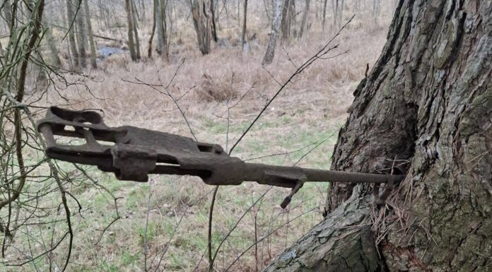 Znalazła na spacerze karabin z okresu IIWŚ wrośnięty w drzewo! Mauser wrośnięty w drzewo fot. Słubice24