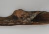 Toporek z poroża prehistorycznego jelenia znaleziony w Wiśle (GALERIA) Toporek z Wisły1