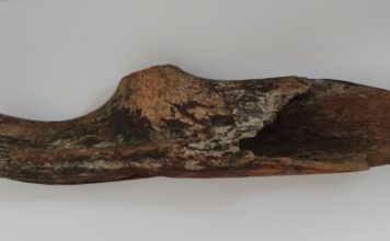 Toporek z poroża prehistorycznego jelenia znaleziony w Wiśle (GALERIA) Toporek z Wisły1