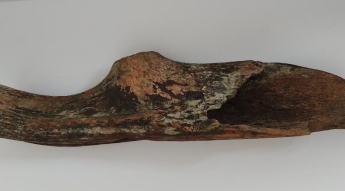 Toporek z poroża prehistorycznego jelenia znaleziony w Wiśle (GALERIA) Toporek z Wisły1