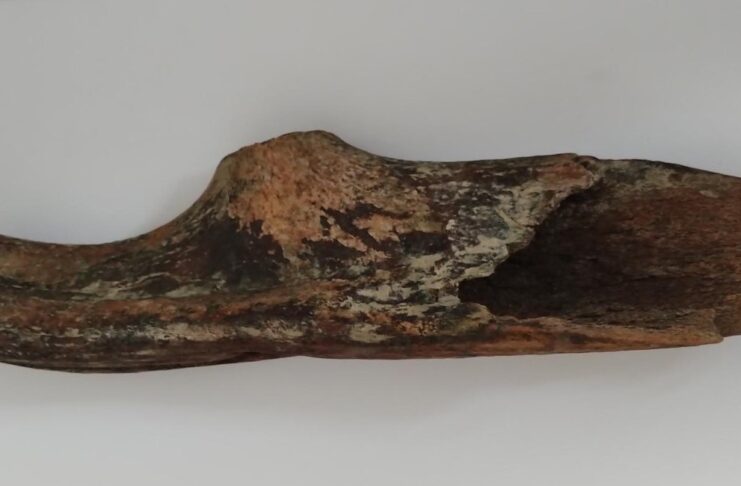 Toporek z poroża prehistorycznego jelenia znaleziony w Wiśle (GALERIA) Toporek z Wisły1