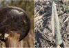 Archeologiczne perełki w okolicach wsi Miejsce (GALERIA) znaleziska z Miejsca