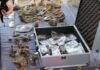 Niesamowity skarb odkryty we Włocławku! W skład wchodzą m.in. złoto, srebro, biżuteria i pieniądze (GALERIA)