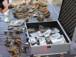Niesamowity skarb odkryty we Włocławku! W skład wchodzą m.in. złoto, srebro, biżuteria i pieniądze (GALERIA)